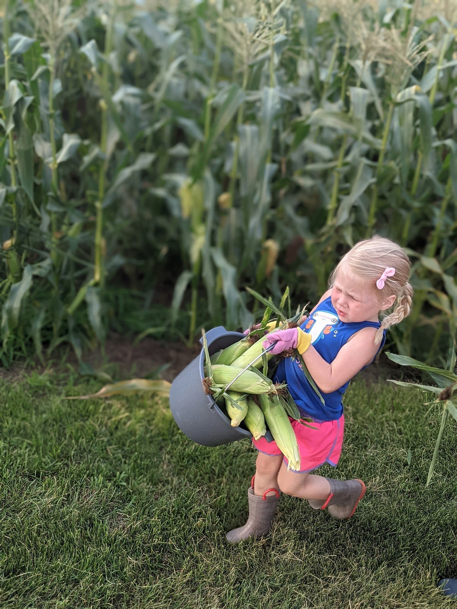 Young girl harvesting corn in a field